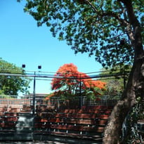 Théâtre sous les arbres