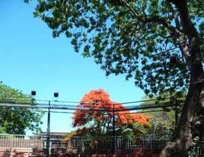 Théâtre sous les arbres