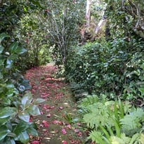 Des hommes et des plantes à La Réunion: découverte du jardin de La Vallée Heureuse