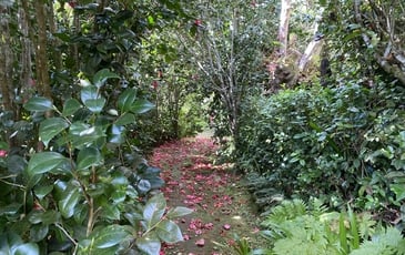 Des hommes et des plantes à La Réunion: découverte du jardin de La Vallée Heureuse