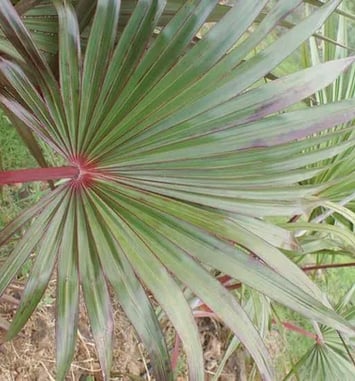Visite de la forêt de Latanier rouge