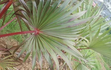 Visite de la forêt de Latanier rouge