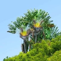 Balade-spectacle au sentier des Ravenales, l'arbre du voyageur