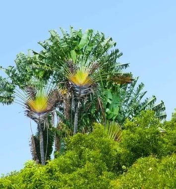 Balade-spectacle au sentier des Ravenales, l'arbre du voyageur