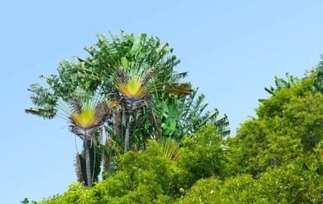 Balade-spectacle au sentier des Ravenales, l'arbre du voyageur