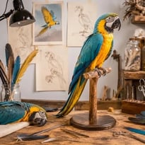 Atelier de taxidermie